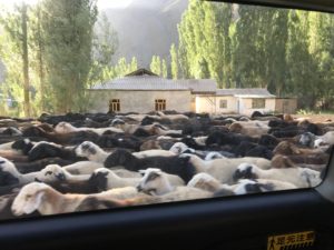 Herd of sheeps temporary blocking the road