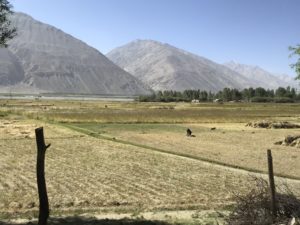 Wheat fields