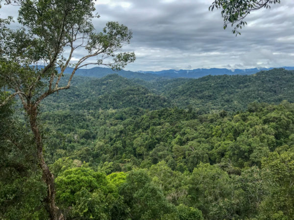 Gibbon Experience, Huay Xay, Laos